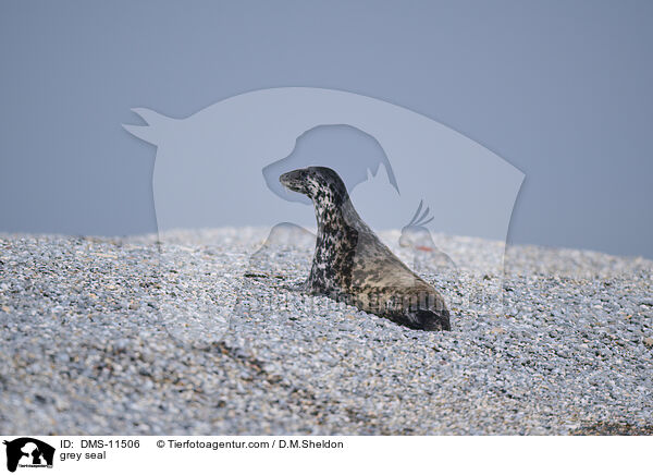 Kegelrobbe / grey seal / DMS-11506