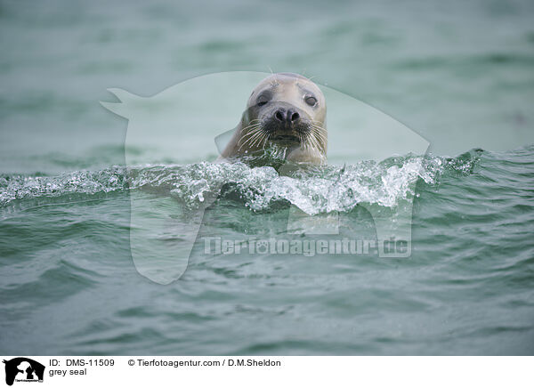 Kegelrobbe / grey seal / DMS-11509