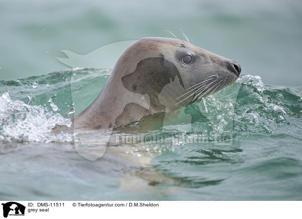 Kegelrobbe / grey seal / DMS-11511
