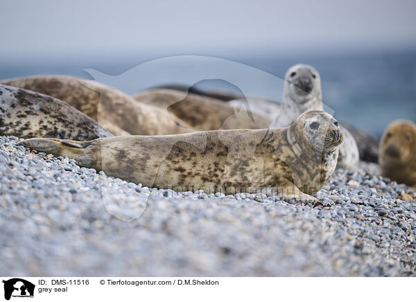 Kegelrobbe / grey seal / DMS-11516