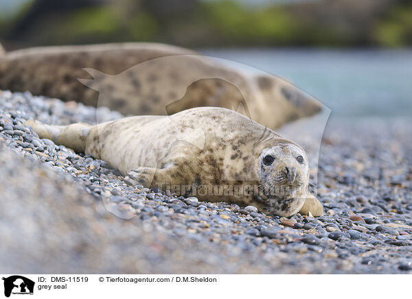 Kegelrobbe / grey seal / DMS-11519