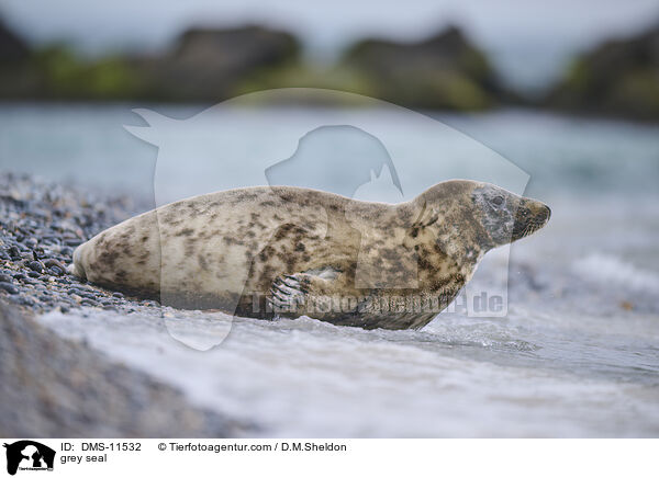 Kegelrobbe / grey seal / DMS-11532