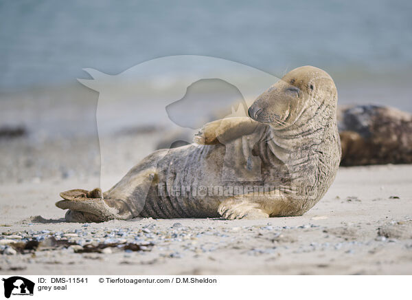 Kegelrobbe / grey seal / DMS-11541