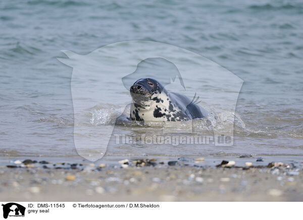 Kegelrobbe / grey seal / DMS-11545