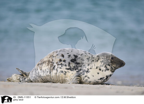 Kegelrobbe / grey seal / DMS-11551