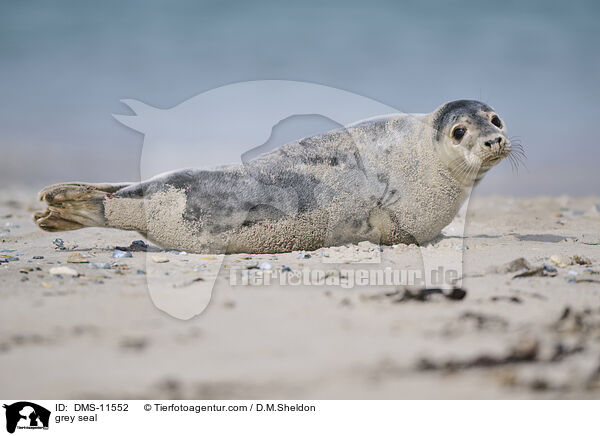 Kegelrobbe / grey seal / DMS-11552