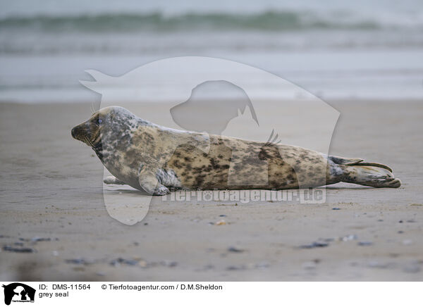 Kegelrobbe / grey seal / DMS-11564