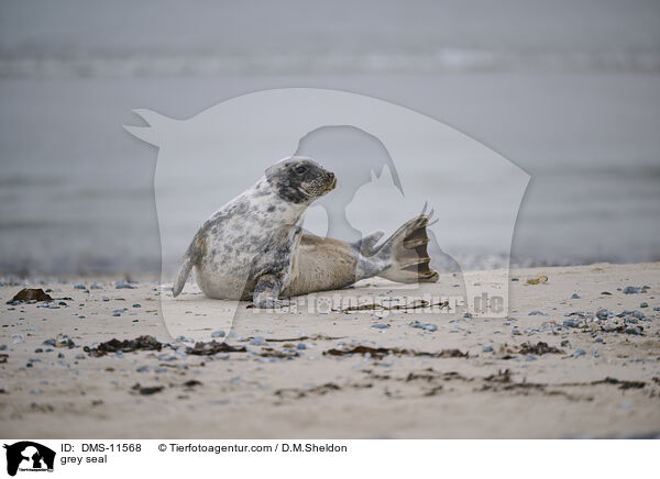 Kegelrobbe / grey seal / DMS-11568