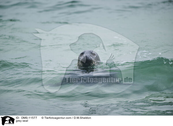 Kegelrobbe / grey seal / DMS-11577
