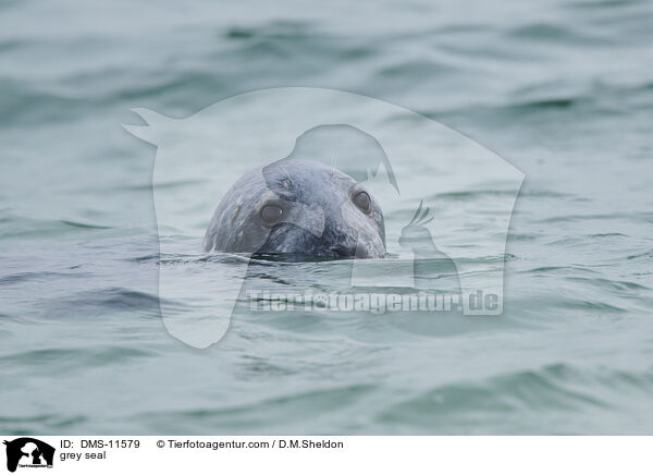 Kegelrobbe / grey seal / DMS-11579
