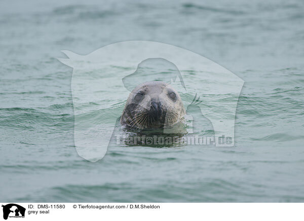 Kegelrobbe / grey seal / DMS-11580
