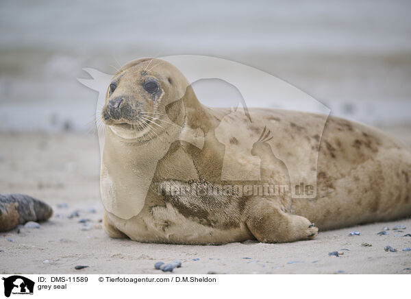 Kegelrobbe / grey seal / DMS-11589