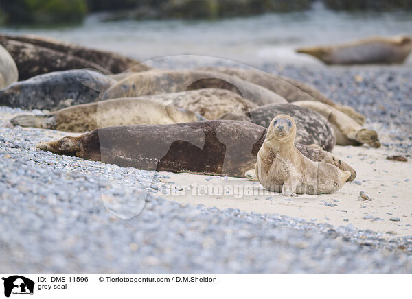 Kegelrobbe / grey seal / DMS-11596