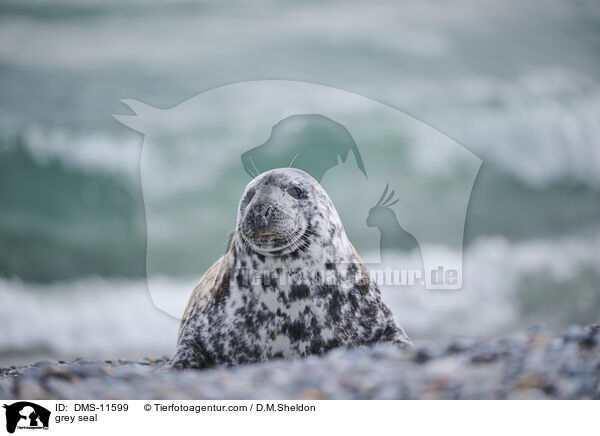 Kegelrobbe / grey seal / DMS-11599