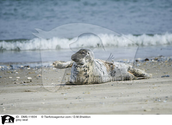 Kegelrobbe / grey seal / DMS-11604