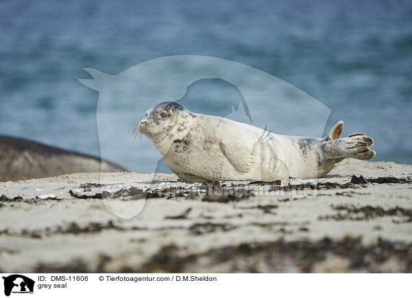 Kegelrobbe / grey seal / DMS-11606