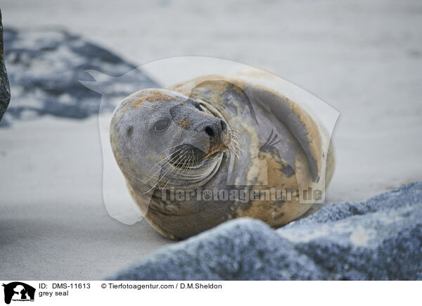 Kegelrobbe / grey seal / DMS-11613