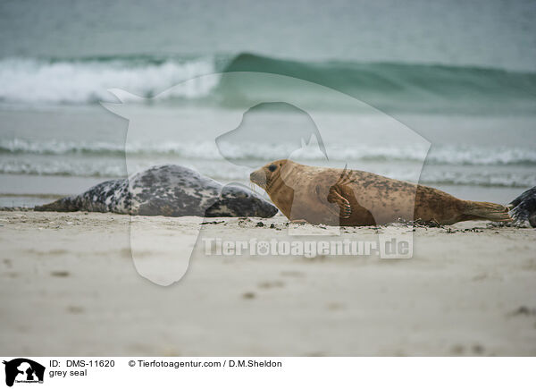 Kegelrobbe / grey seal / DMS-11620