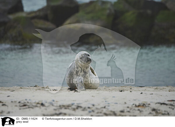 Kegelrobbe / grey seal / DMS-11624