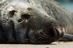 grey seal
