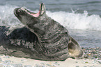grey seal