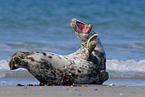seal