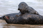 seal