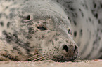 seal