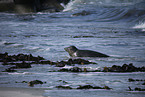 gray seal