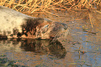 grey seal