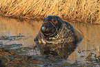 grey seal