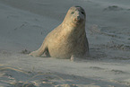 grey seal