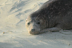 grey seal