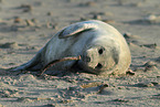 grey seal