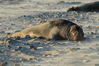grey seal