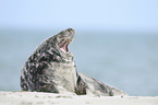 grey seal