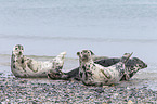 grey seals