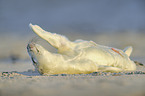 grey seal