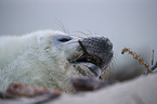 young grey seal