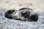 young grey seal