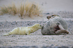 grey seals
