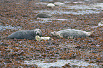 grey seals