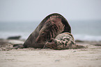 grey seals