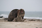 grey seals
