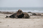 grey seals