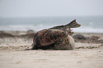 grey seals