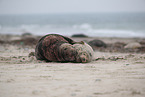 grey seals