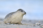 grey seal