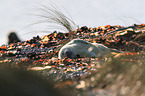 grey seal