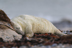 grey seal